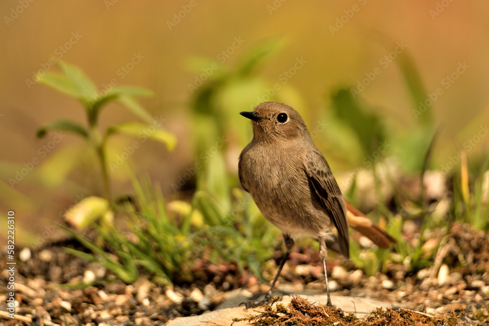 colirrojo tizón hembra en el suelo del bosque mediterráneo (Phoenicurus ochruros) Guaro Málaga Andalucía España colirrojo tizón hembra en el suelo del bosque mediterráneo (Phoenicurus ochruros) Guaro Málaga Andalucía España