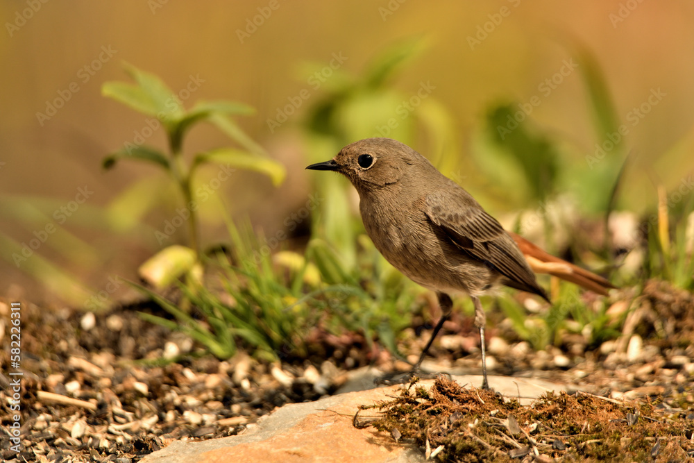colirrojo tizón hembra en el suelo del bosque mediterráneo (Phoenicurus ochruros) Guaro Málaga Andalucía España
colirrojo tizón hembra en el suelo del bosque mediterráneo (Phoenicurus ochruros) Guaro Málaga Andalucía España