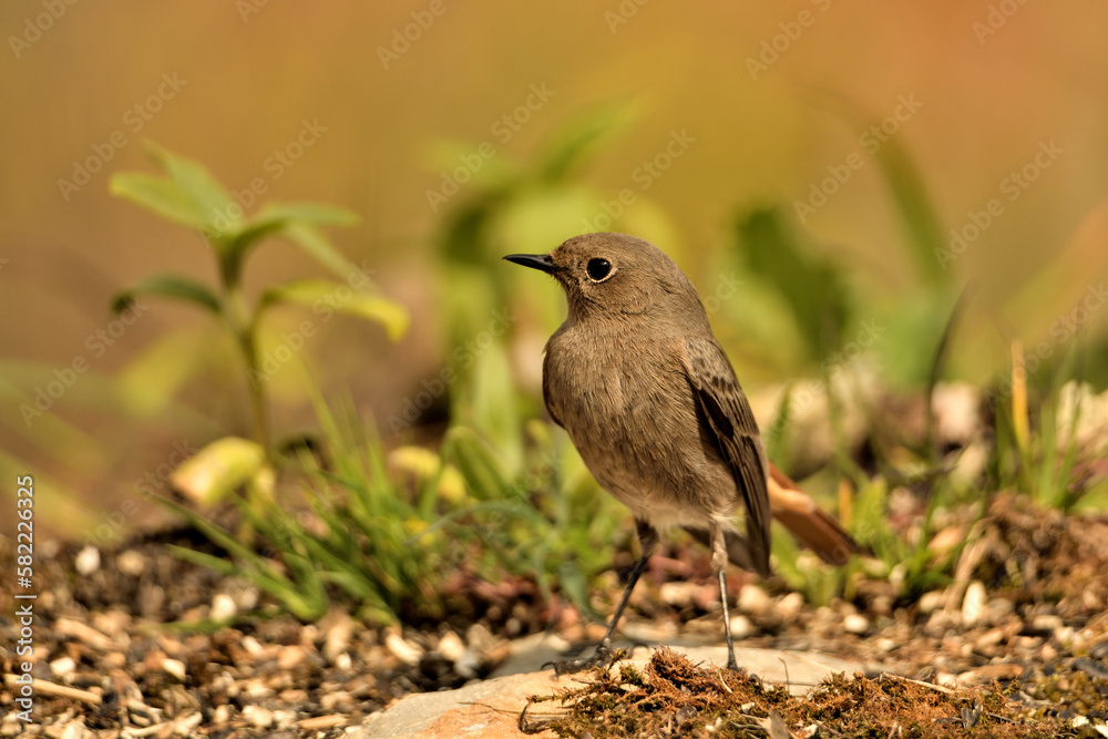 Obraz premium colirrojo tizón hembra en el suelo del bosque mediterráneo (Phoenicurus ochruros) Guaro Málaga Andalucía España 