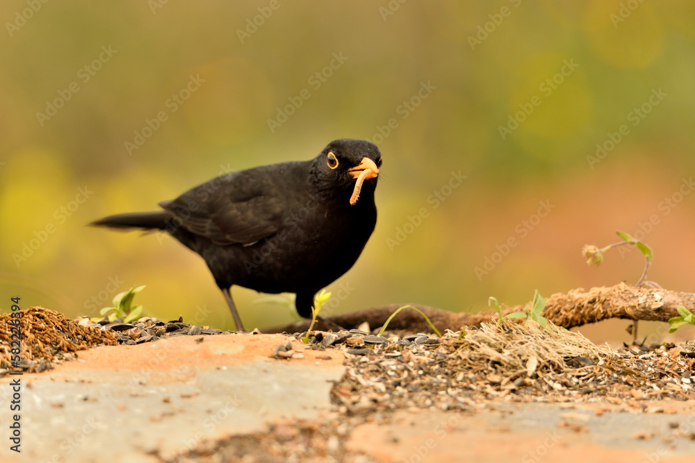 Obraz premium mirlo (Turdus merula) el el suelo del parque 