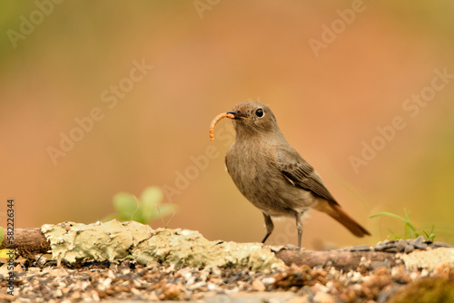 colirrojo tizón hembra en el suelo del bosque mediterráneo (Phoenicurus ochruros) Guaro Málaga Andalucía España 