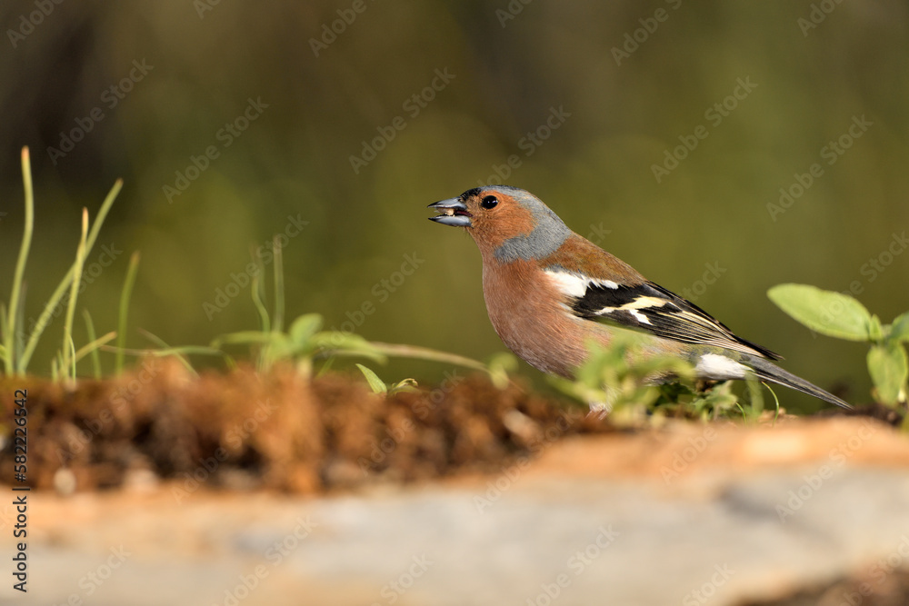 Pinzón vulgar posado en el suelo con musgo y líquenes (Fringilla coelebs) Andalucía España Pinzón vulgar posado en el suelo con musgo y líquenes (Fringilla coelebs) Andalucía España