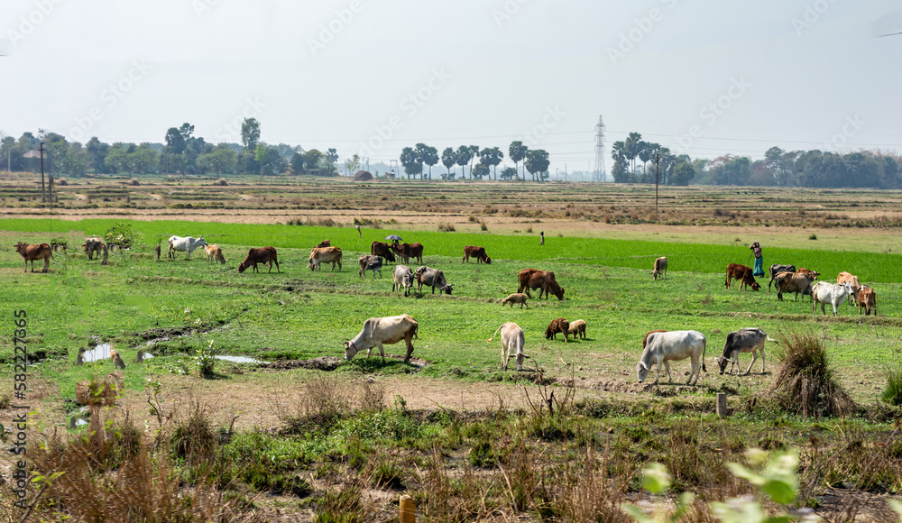 Cows grazing grass in the field. Rural India landscape. Burdwan West Bengal India South Asia Pacific Cows grazing grass in the field. Rural India landscape. Burdwan West Bengal India South Asia Pacific