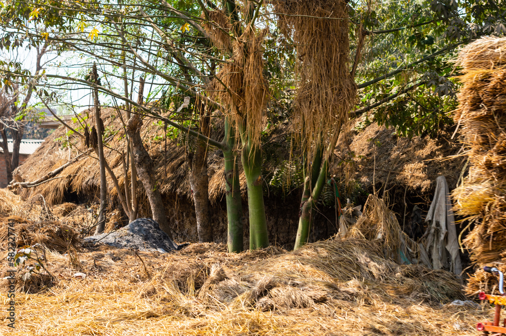 Typical hayloft in India. Haystack and farmer's house. Collection of