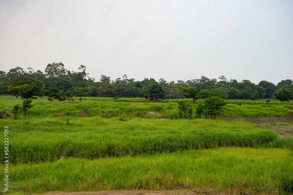 image of rural landscape look scenery. rural landscape in countryside. green rural landscape