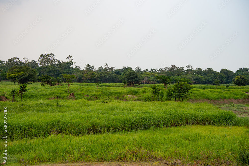 image of rural landscape look scenery. rural landscape in countryside. green rural landscape image of rural landscape look scenery. rural landscape in countryside. green rural landscape