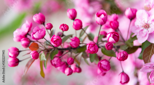beautiful pink flower buds of blooming sakura tree in spring