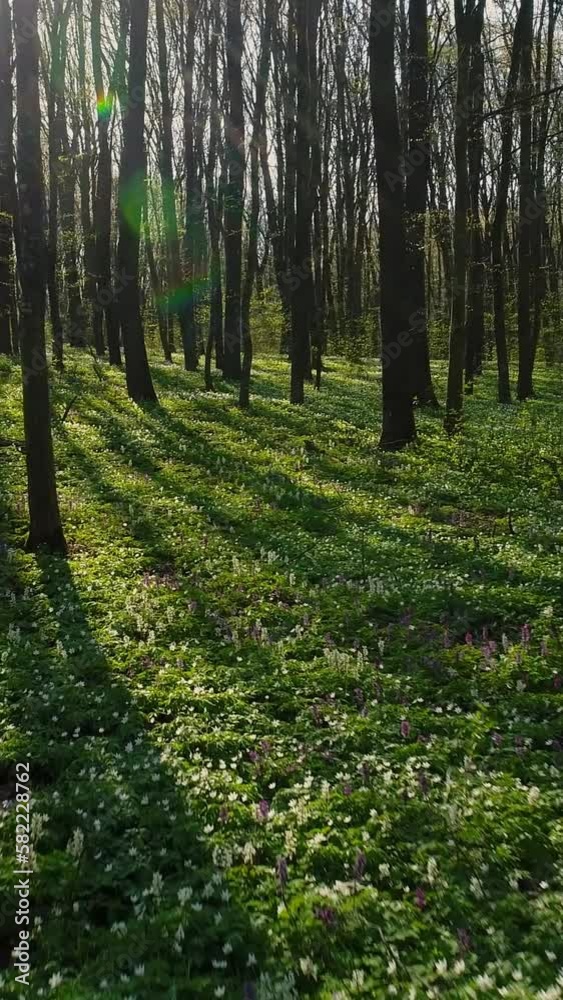 Vertical video. The earth is covered with blooming flowers corydalis cava. There are almost no leaves on the trees. Drone flight close to the ground. Rays of low sun. Vertical video. The earth is covered with blooming flowers corydalis cava. There are almost no leaves on the trees. Drone flight close to the ground. Rays of low sun.