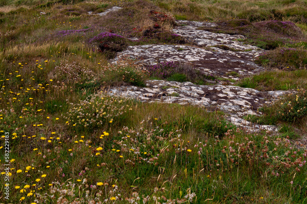 Obraz premium Colorful wildflowers grow on stony Irish soil, picturesque landscape. Beautiful plants common in southern Ireland. Northern European vegetation.