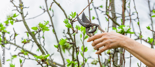 Baumschnitt eine Apfelbaumes im Frühjahr