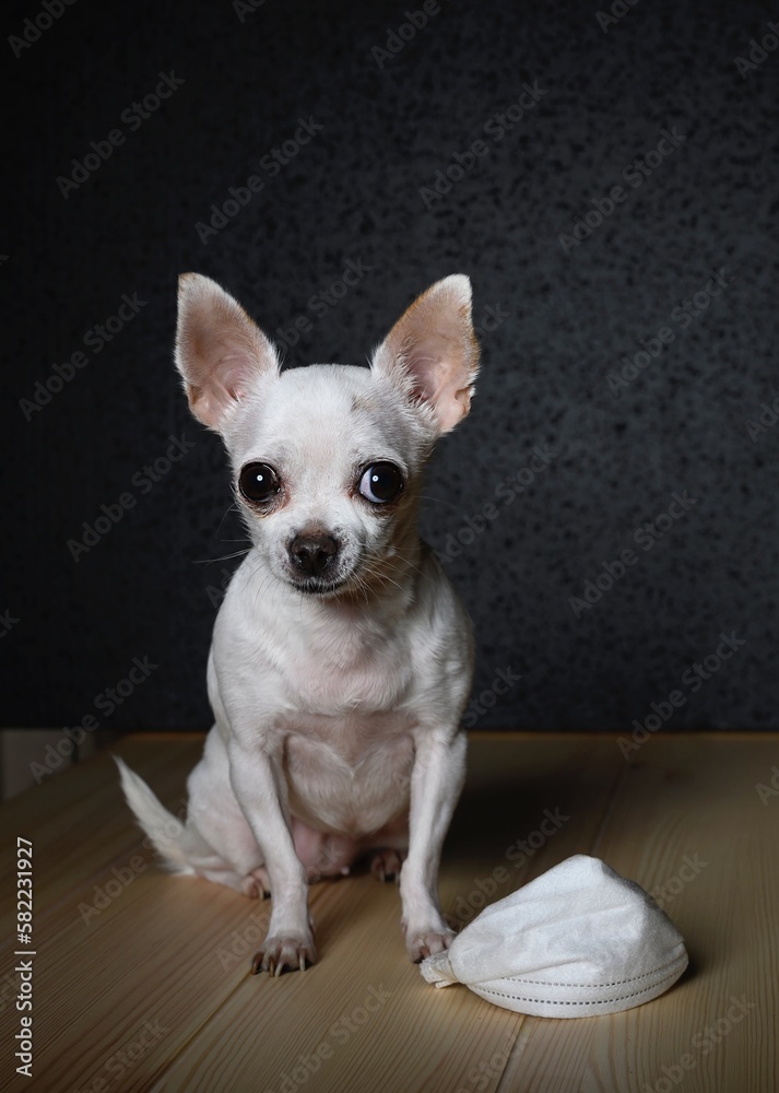 Chihuahua dog is sitting on a light wooden surface. At the feet of the dog lies a white gauze bandage