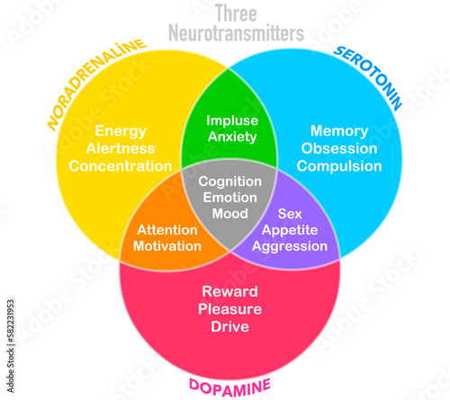 Three neurotransmitters, dopamine, serotonin, noradrenaline, norepinephrine. Emotional roles. Brain happiness hormones function. Intersecting sets. Mood, memory, emotion, attention color chart. Vector photo