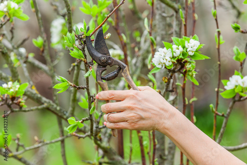 Baumschnitt eine Apfelbaumes im Frühjahr