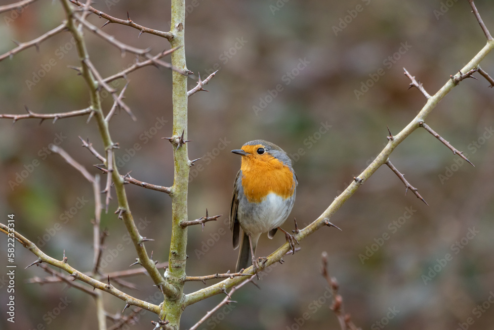 A Robin (Erithacus rubecula) perched in a Hawthorn tree. A Robin (Erithacus rubecula) perched in a Hawthorn tree.