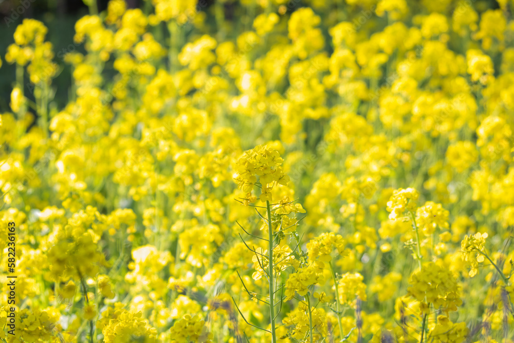 field of yellow flowers field of yellow flowers