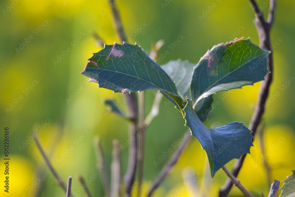 leaves on blue sky background leaves on blue sky background