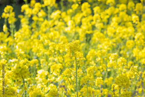 field of yellow flowers © Muni