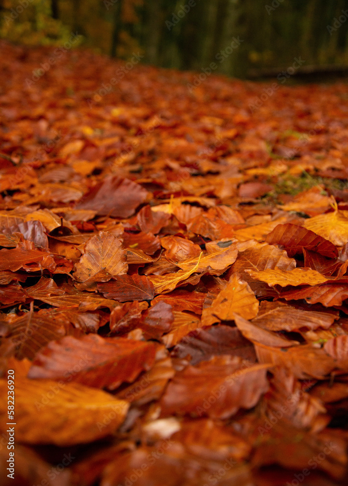 Bed of fallen autumn leaves