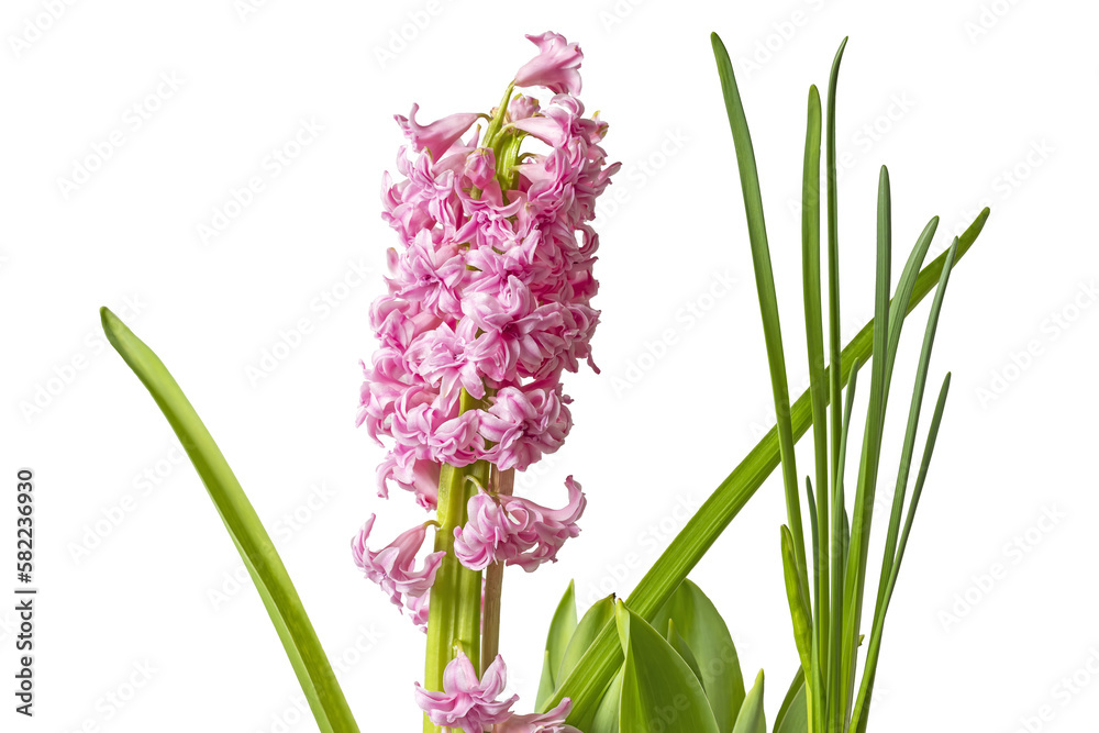 Fototapeta premium Pink spring flower hyacinth on a gray background. Isolate on white. PNG