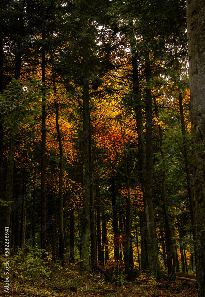 autumn forest in the morning