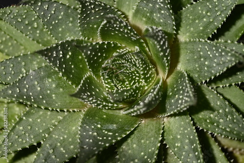 aloe vera plant