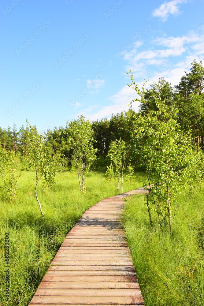 Forest wooden road through the swamp on a spring sunny day. Forest wooden road through the swamp on a spring sunny day.