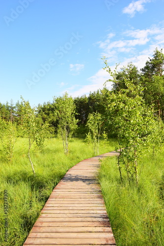 Forest wooden road through the swamp on a spring sunny day.