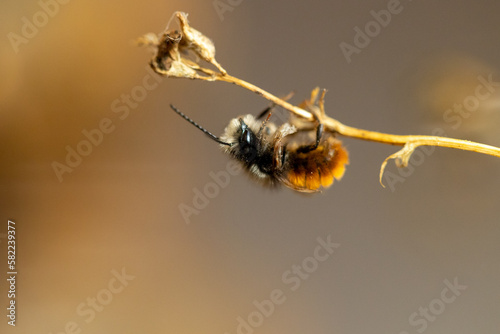 Gehörnte Mauerbiene - mason bee photo