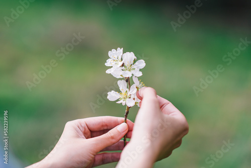 hand is holding spring flowers. flowers and hand close-up view