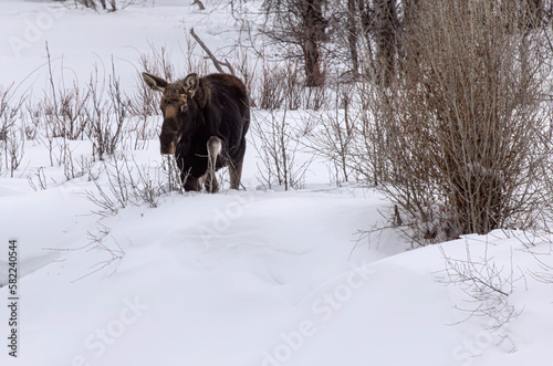 Moose Grand Tetons February 2023 © Carol