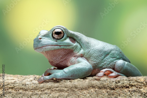 Green tree frog on branch, tree frog front view, litoria caerulea, animals closeup photo