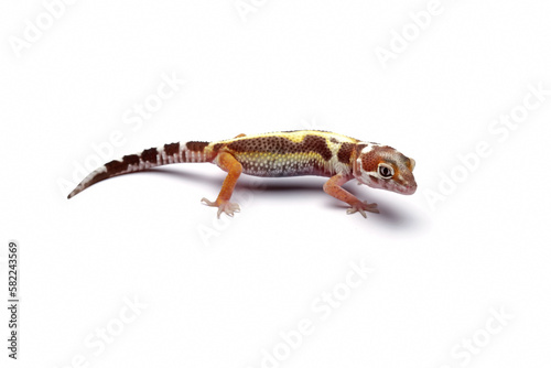 leopard gecko lizard isolated on white background   eublepharis macularius