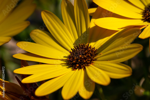 yellow flower daisy