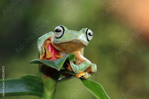 Flying frog sitting on leaves, javan tree frog, Rhacophorus reinwardtii