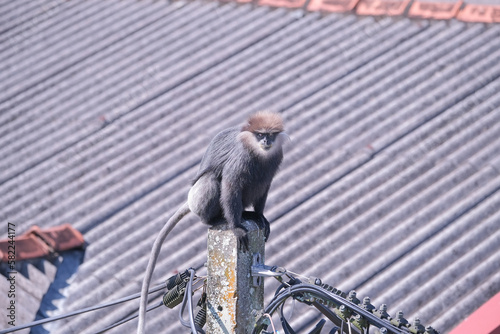 A monkey sits on a pole pillar ini the town photo
