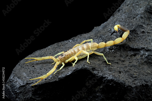 High venomous scorpion on rock with black background (Deathstalker scorpion)