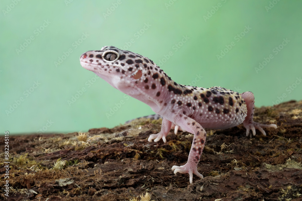 Leopard gecko lizard on wood, fat-tailed gecko, eublepharis macularius, animal closeup Leopard gecko lizard on wood, fat-tailed gecko, eublepharis macularius, animal closeup