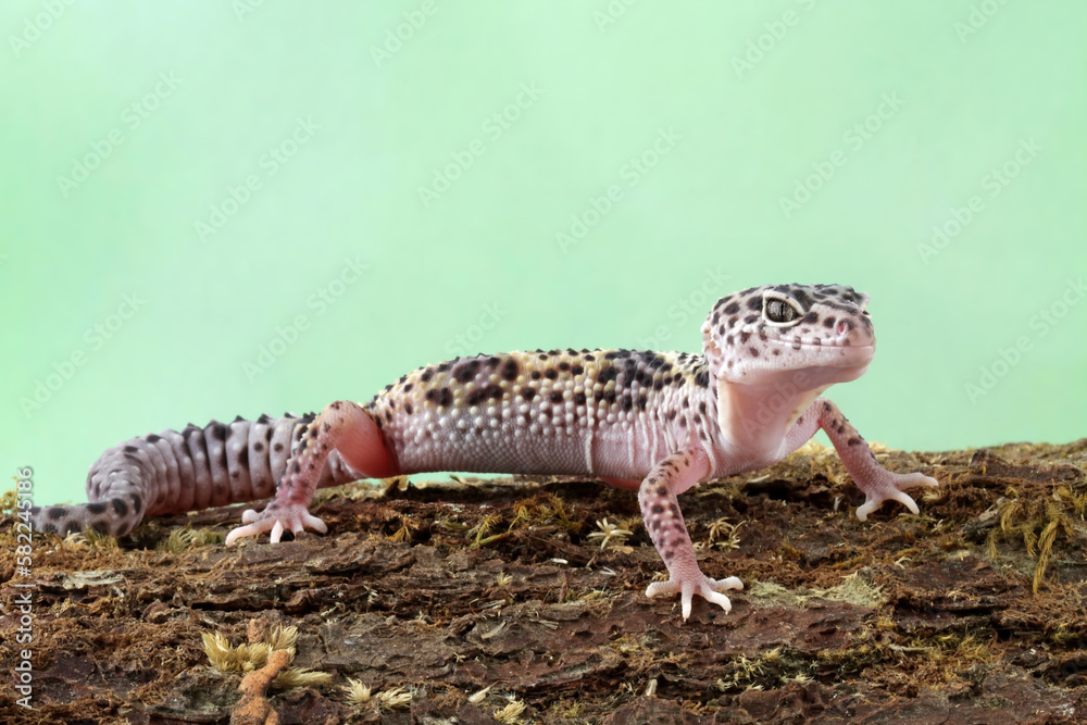 Naklejka premium Leopard gecko lizard on wood, fat-tailed gecko, eublepharis macularius, animal closeup