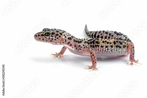 Fat-tailed geckos isolated on white background, leopard gecko lizard, eublepharis macularius