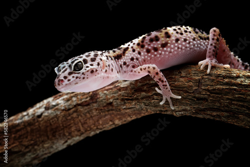 Leopard gecko lizard on branch with black background, eublepharis macularius, animal closeup
