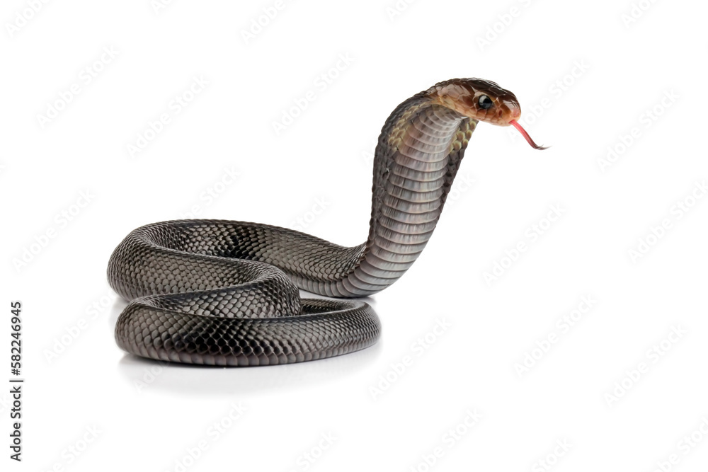 Fototapeta premium Javanese cobra sticking out its tongue isolated on white background (Naja sputatrix)