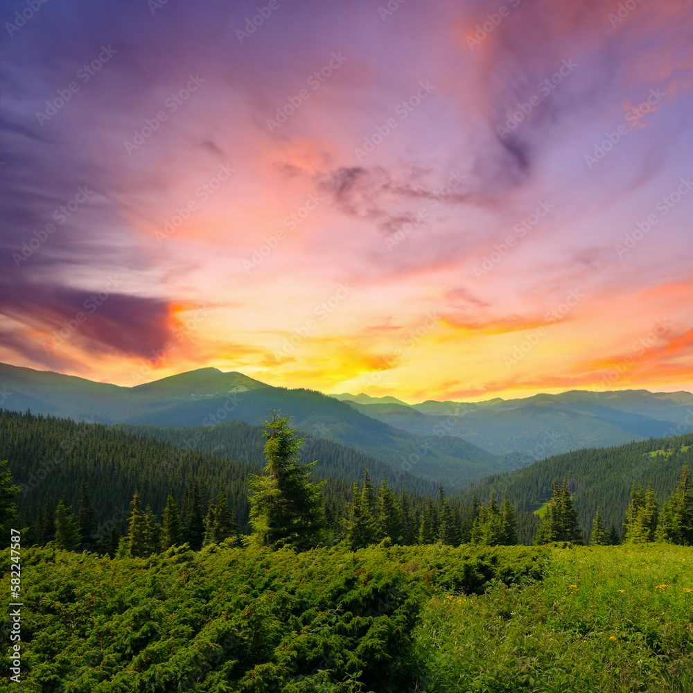 Bright mountain landscape with mountain peaks, forests and sun. Carpathians. Ukraine. Wide photo.