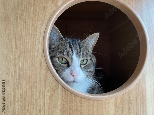 beautiful green-eyed cat sitting comfortably in a cozy circular spot	