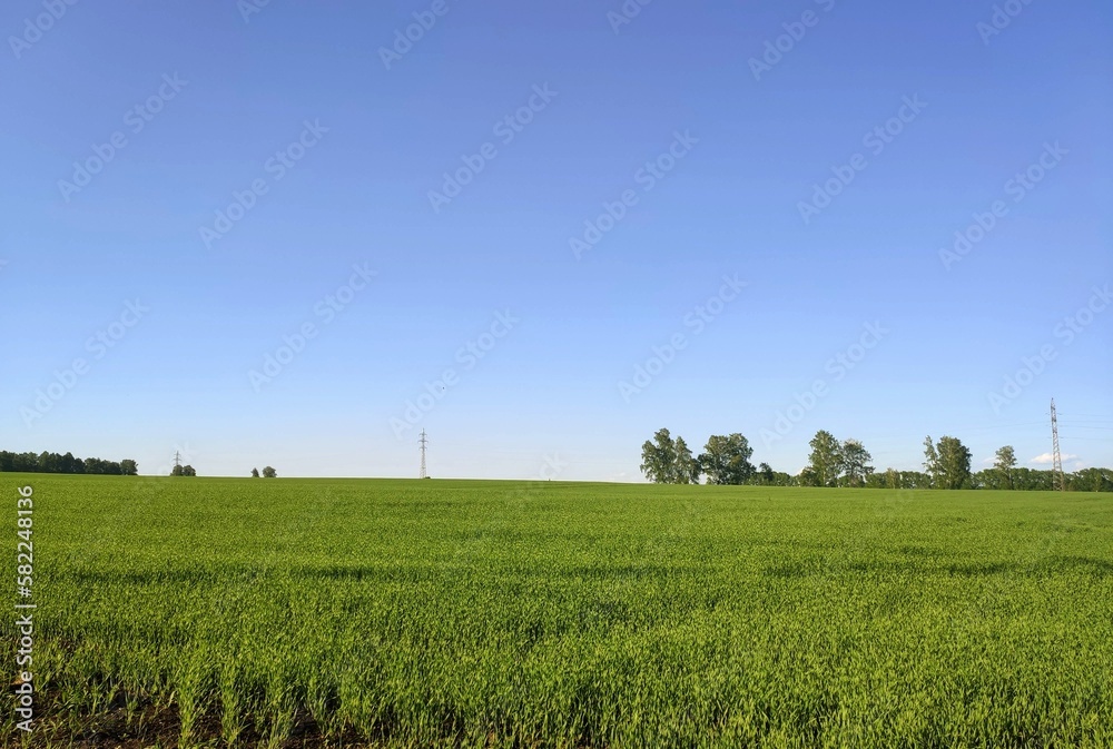 Fototapeta premium green field and blue sky