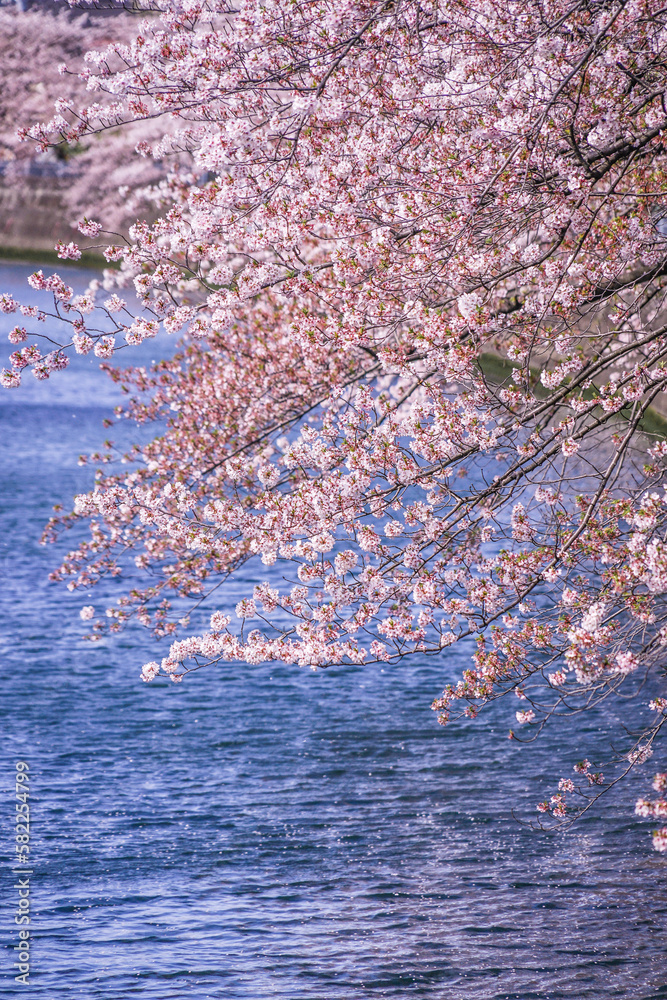 大岡川プロムナードの桜 大岡川プロムナードの桜