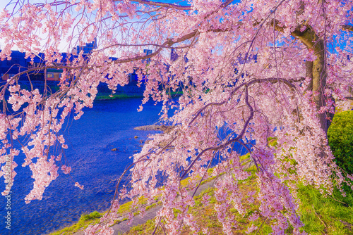 鴨川の河川敷の桜
