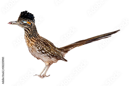 Greater Roadrunner (Geococcyx californianus) Photo on a Transparent Background photo