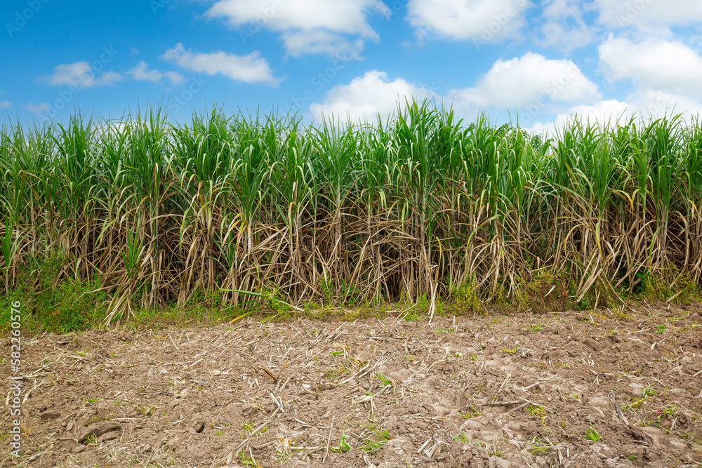 Sugarcane farm,sugar cane in the sunset Sugarcane is a sweet and healthy grass of the poaceae family better known as tebu. Sugarcane farm,sugar cane in the sunset Sugarcane is a sweet and healthy grass of the poaceae family better known as tebu.