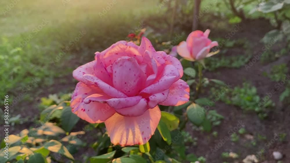 Bright pink rose grows on a bush in the garden. Bright pink rose grows on a bush in the garden.