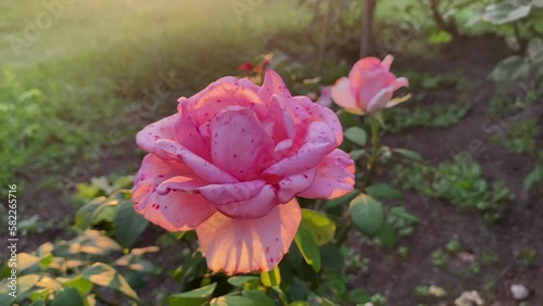 Wallpaper Mural Bright pink rose grows on a bush in the garden. Torontodigital.ca